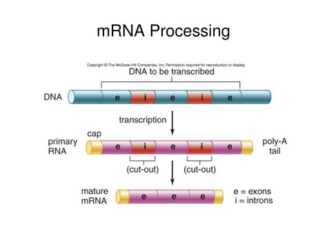 PPT 24 1 DNA Structure And Replication PowerPoint Presentation Free