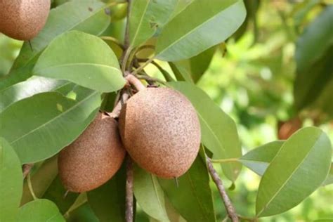 Empeora La Situaci N De Productores De Mamey En Soconusco El Momento