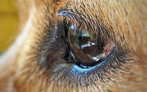 Cómo Limpiar el Ojo a un Perro Guía paso a paso Mascota y Salud