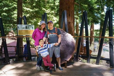 A Complete Guide to the Redwoods Tree Walk in Rotorua, NZ