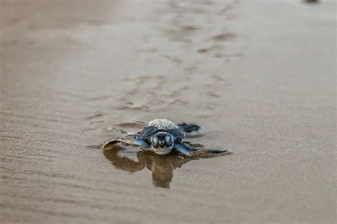 In pictures: green sea turtles make their journey to the sea ...