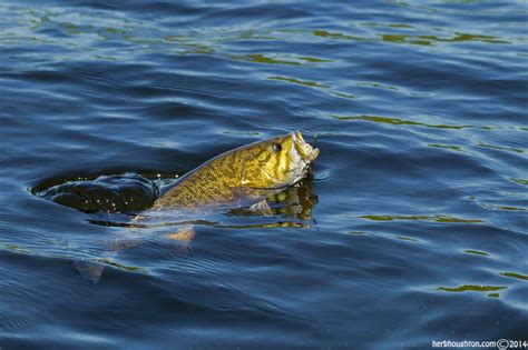 🔥 [50 ] Largemouth Bass Wallpapers For Computer Wallpapersafari