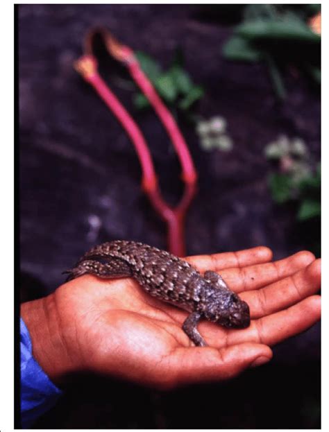 The Lizard Sceloporus Grammicus The Main Edible Reptile Consumed By