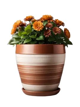 Flowerpot With Chrysanthemums Isolated On White Background Flowerpot