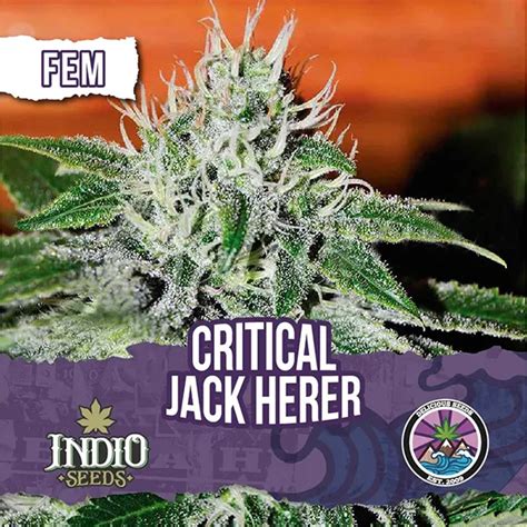 Critical Jack Herer Fem X Delicious Seeds Indio Seeds