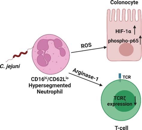 Reactive Neutrophil