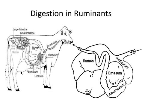 Ruminant Digestive System Parts And Functions