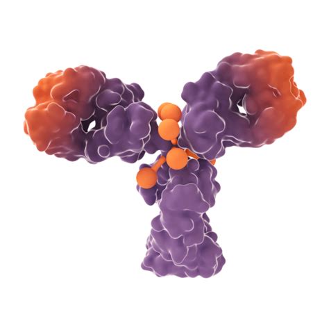 Mechanism of Action | ENHERTU® (fam-trastuzumab deruxtecan-nxki)