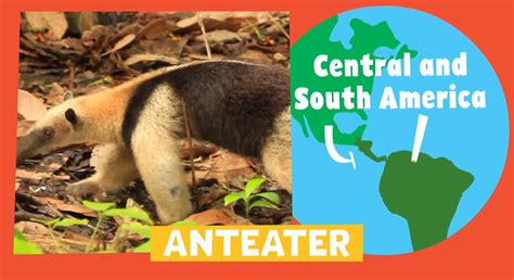 Anteater | Animal Alphabet | PBS LearningMedia