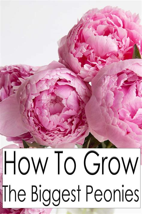 How To Grow The Biggest Peonies Mental Scoop