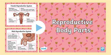 Rshp Reproductive Body Parts Powerpoint Twinkl