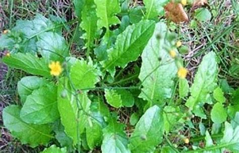 農村這種野菜是農民的寶貝，既能吃又能治病，城裏人有錢都吃不到 每日頭條