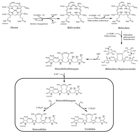 Metabolic pathway from heme to stercobilin. The metabolic products ...