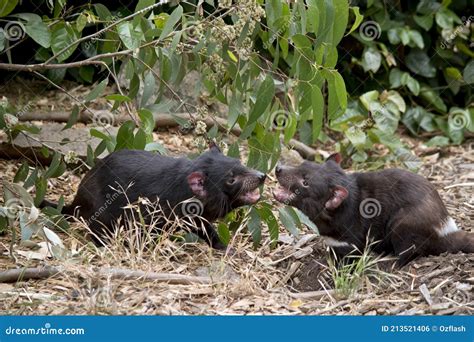 Tasmanian Devil Fighting Another Animal