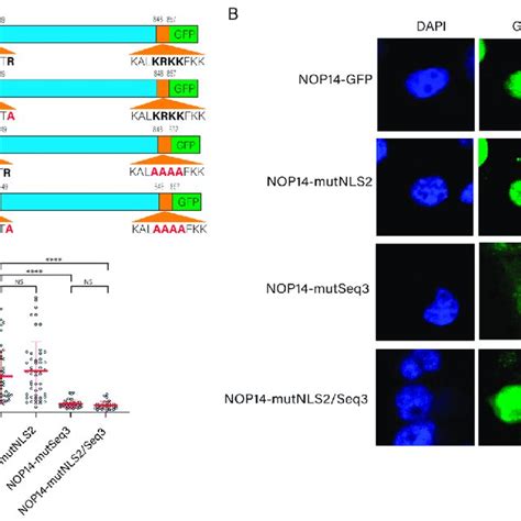 Functional Analysis Of NLS2 And A Predicted NLS Of NOP14 A Schematic