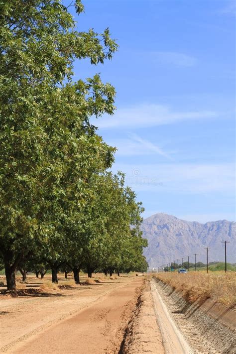 Usa Arizona Pecan Orchard In A Desert Stock Image Image Of America