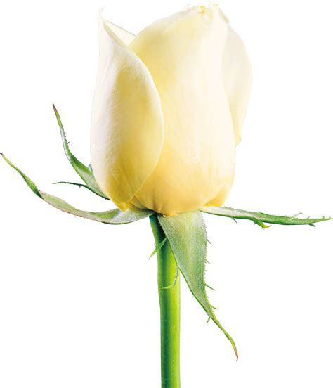 White Roses Png Image Purepng Free Transparent Cc Png Image Library