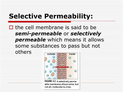 Selective Permeability Cell Membrane