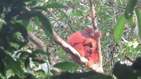 Sumatran Orangutan In Batu Rongring YouTube