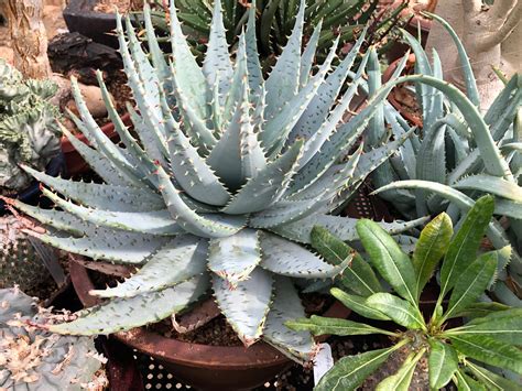 Aloe peglerae is happy summer is over : r/AgaveAndAloe