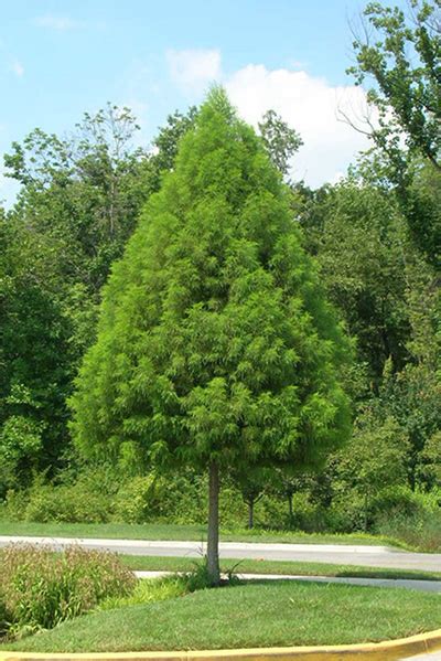 Bald Cypress Autumn Gold Cherrylake