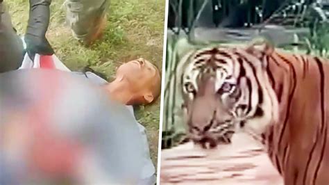 En Video Un Hombre Es Atacado Por Un Tigre En Florida Luego De