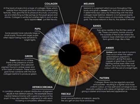 The 4 Main Types Of Iris Patterns You Should Know With Images