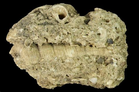 2.4" Miocene Gastropod (Turritella) Fossil - Germany (#156448) For Sale - FossilEra.com