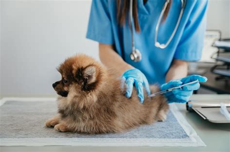 Laboratorios veterinarios perros inyectores | Foto Premium