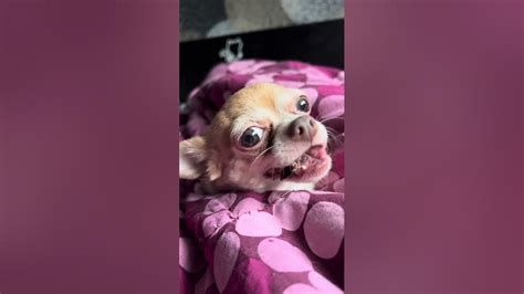 Малышка Лилу 🥰 - YouTube