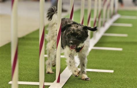 Westminster dog show adds event with mixed breeds | Westminster dog ...