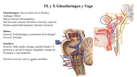 Comprendiendo La Neurología 19 Nervios Ix Y X Glosofaríngeo Y Vago Youtube