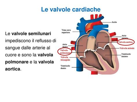 La Circolazione Del Sangue Ppt Scaricare