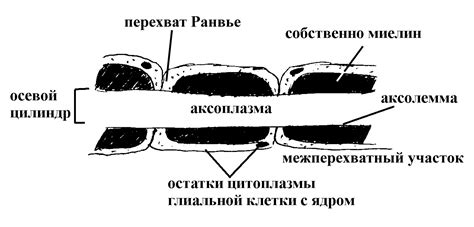 Миелиновая оболочка