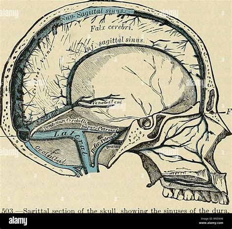 Anatomie descriptif et appliquée L anatomie Fig 502 j ction