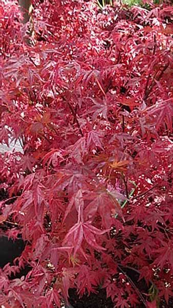 Acer Palmatum Little Red Japanese Maple Little Red