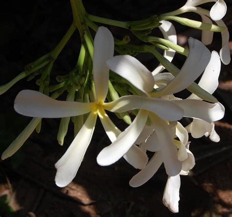 Atalantia Eflora Of India