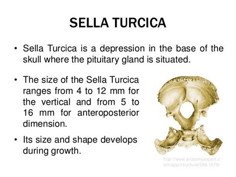 Sella Turcica (RAD32)