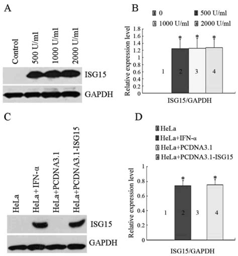 Isg Inhibits Cancer Cell Growth And Promotes Apoptosis