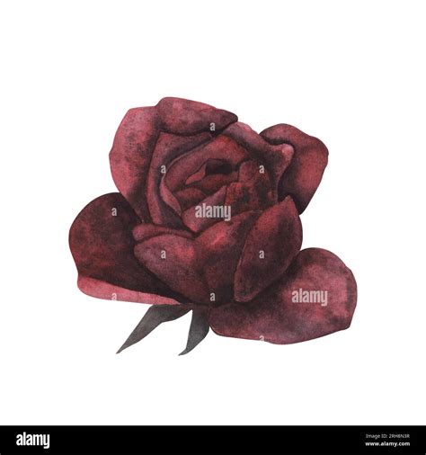 Dark Gothic Red Rose With Magical Texture Isolated On White Background