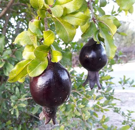 Black Peel Pomegranates In Nature The Unique Kind Of Pomegranates