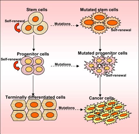 Whether Protein Isoforms Differs In Cell Line