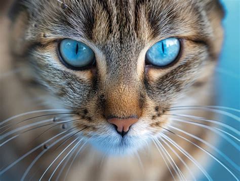 Mirada Intensa De Un Gato Enmascarado Imagen De Archivo Imagen De