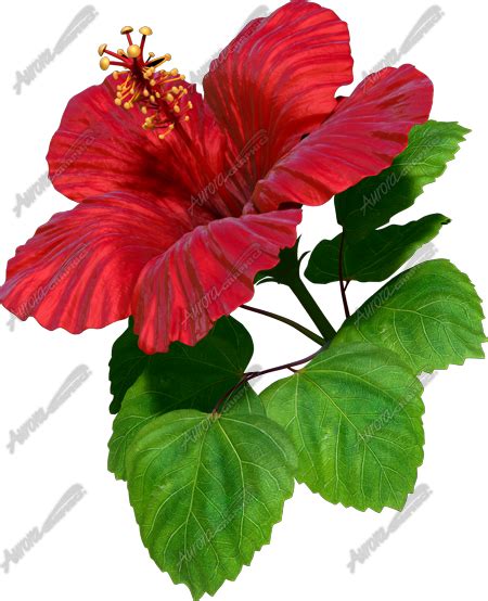 Hibiscus Red Aurora Graphics