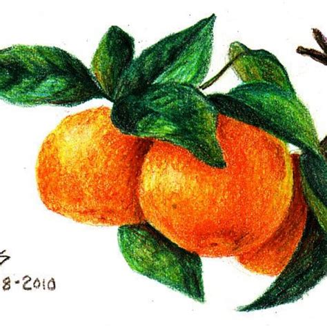 Realistic And Easy Colored Pencil Drawings Unleash Your Creativity
