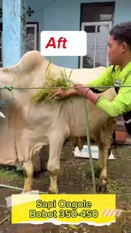 Bismillah Sapi Ongole Siapa Dipinang Untuk Ibadah Kurban