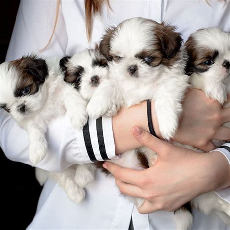 Comprar Shih Tzu Cachorro En Criador Consulta Precio