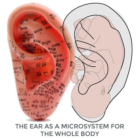 About Ear Seeds Products And Education