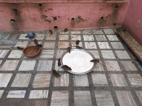 Rats in Shri Karni Mata Temple “Temple of Rats” Stock Photo - Image of ...