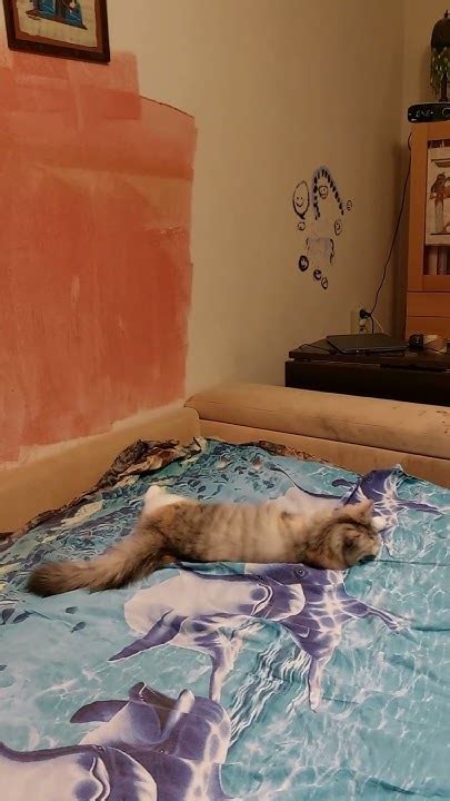 Вечерний кошачий моцион - YouTube